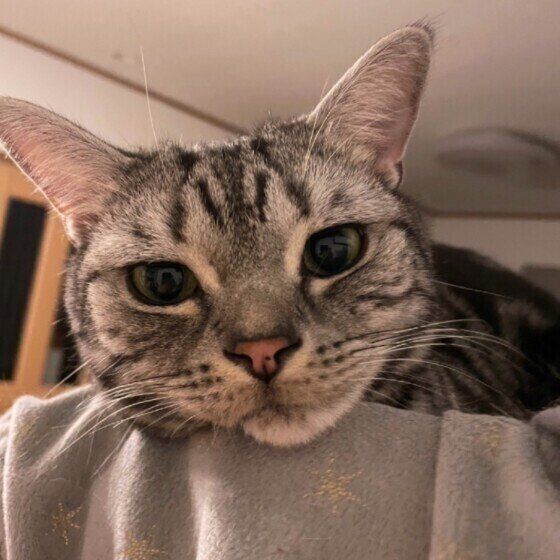 アメリカンショートヘアのレオくん