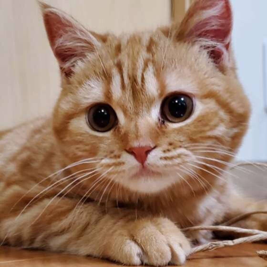 猫の 吐く を減らそう 猫のために飼い主さんができること ねこのきもちweb Magazine 猫の 吐く を減らそう 猫のために飼い主さんができること ねこのきもちweb Magazine