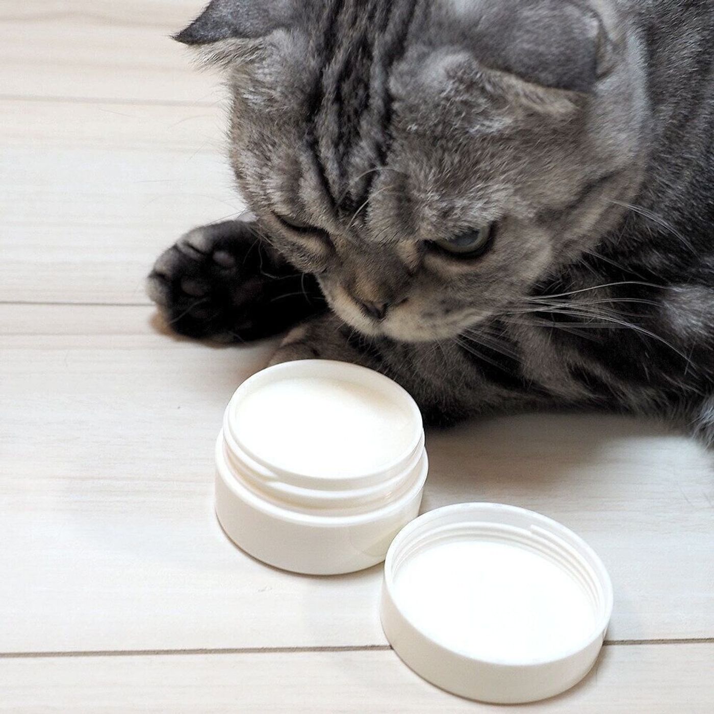 肉球クリームにはまる 人間用より高価なクリームはやはり効果があったお話 連載 渋ネコししまるさん 155 ねこのきもちweb Magazine 肉球クリームにはまる 人間用より高価なクリームはやはり効果があったお話 連載 渋ネコししまるさん 155 ねこのきもちweb Magazine