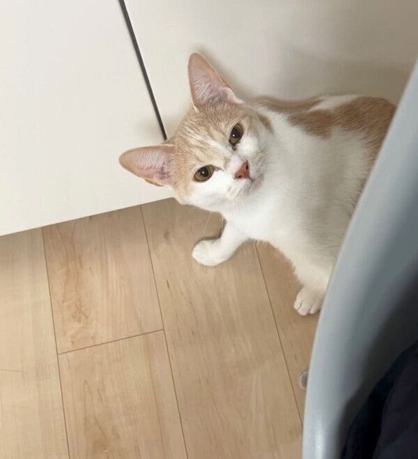 見つめるミソくん