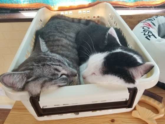 かごの中で密着する猫たち
