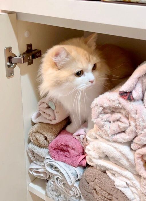 タオルに紛れ込んでしまったるなちゃん