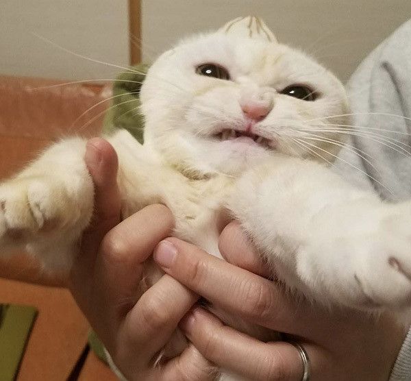 怒ったマンチカン