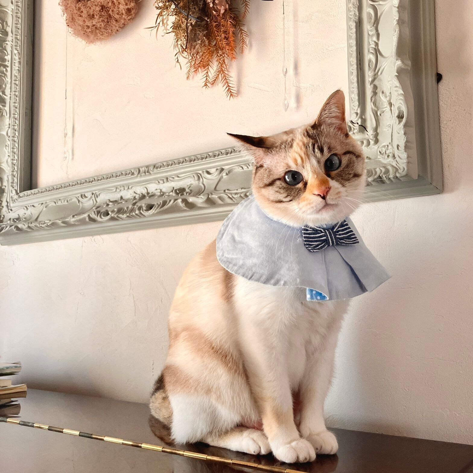 おめかしするルールーちゃん