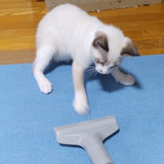 掃除機にパンチをするおまめAくん♪