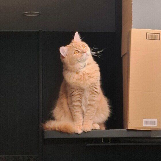 スコティッシュフォールドのフクくん