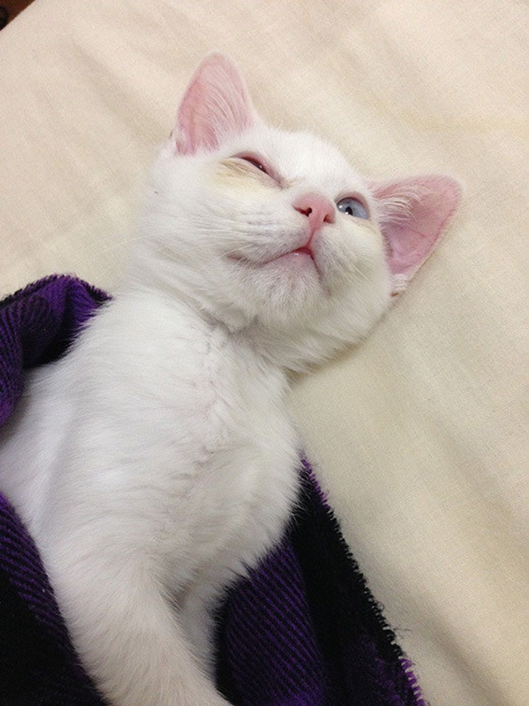 不機嫌猫のあやし方 解決編 残念なイケメン猫 揺るぎなきセツstyle Vol 5 ねこのきもちweb Magazine 不機嫌猫のあやし方 解決編 残念なイケメン猫 揺るぎなきセツstyle Vol 5 ねこのきもちweb Magazine