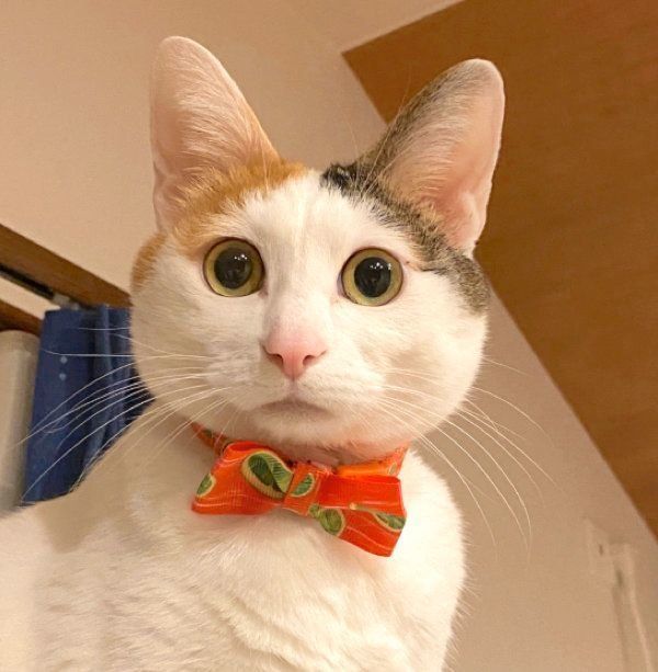 見つめるカンナちゃん