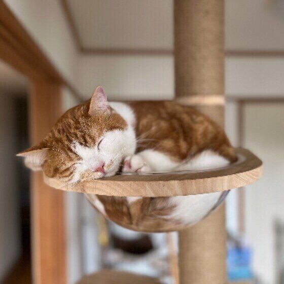 アメリカンショートヘアのもん吉ちゃん