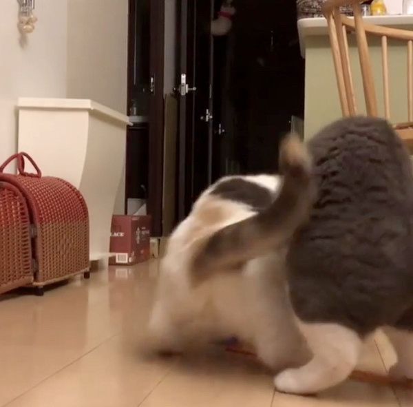 もじもじする猫