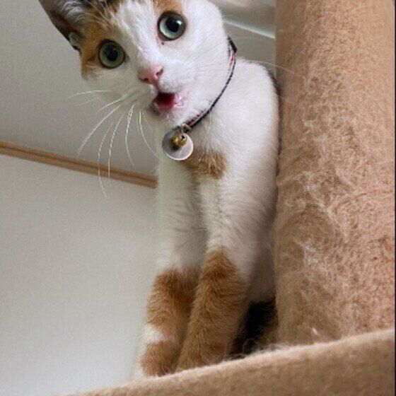 口を開ける三毛猫