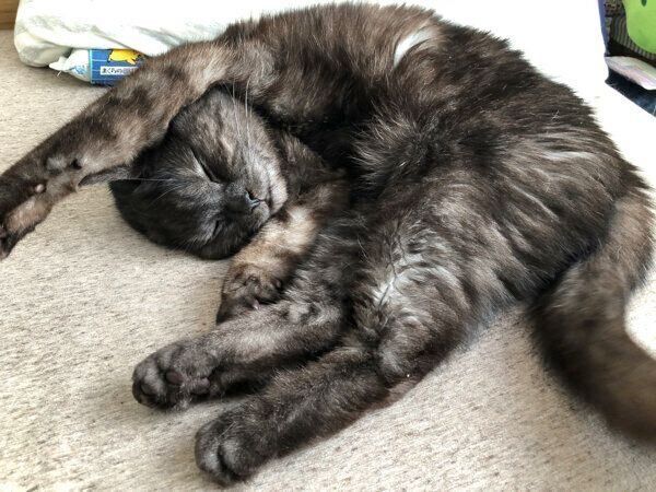 眠るあおみねくん