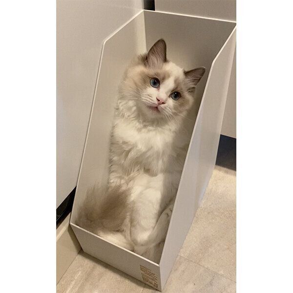 ファイルボックスに入るむぎちゃん