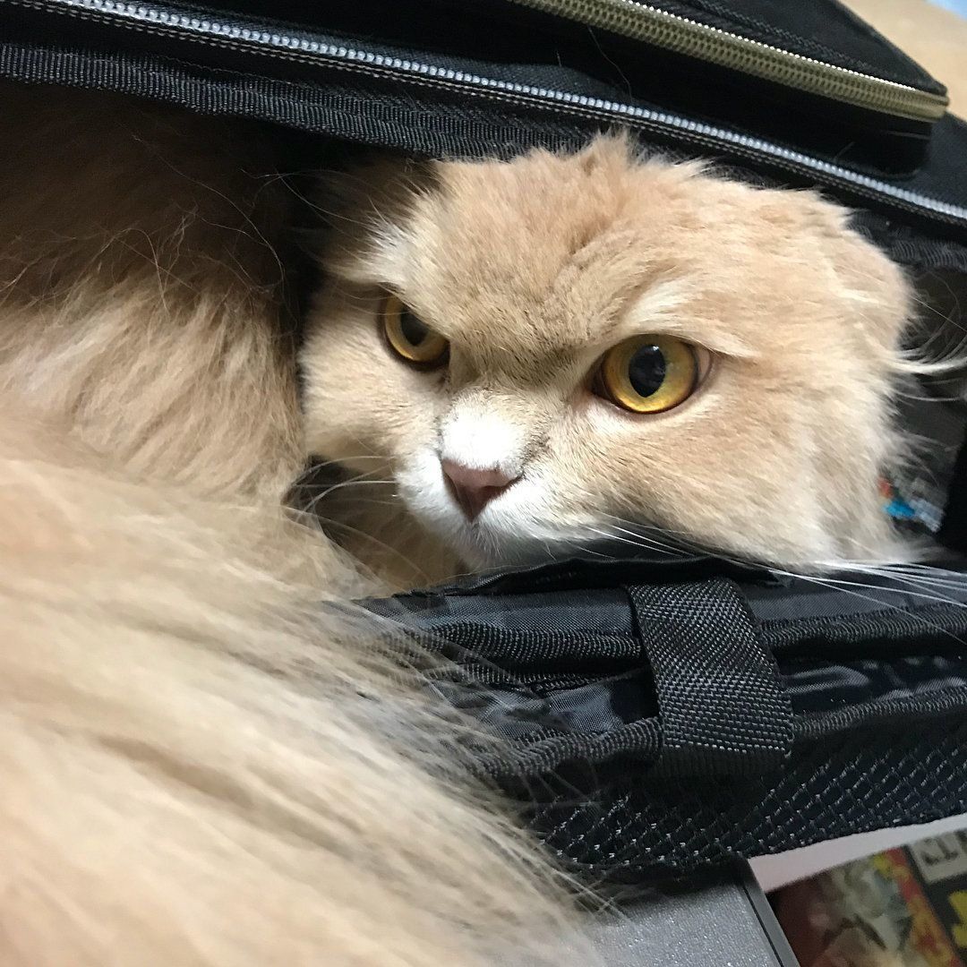 スコティッシュフォールドのマロくん