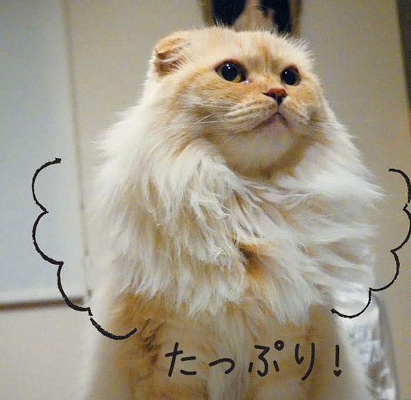 ふっくらした猫／「ねこのきもち」2016年11月号