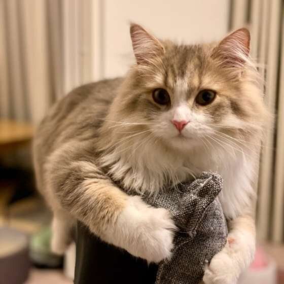 くつろぐラガマフィン