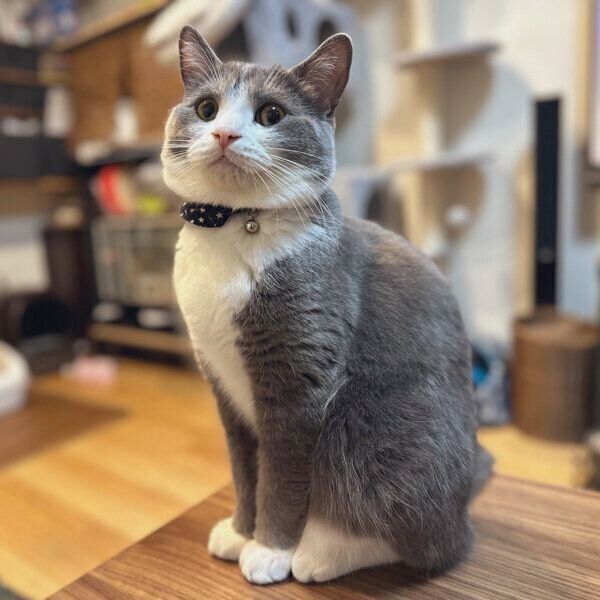 オスワリするしらたまくん