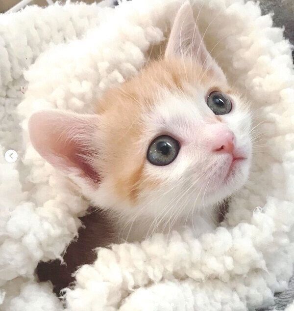 ブランケットに包まるSUNちゃん