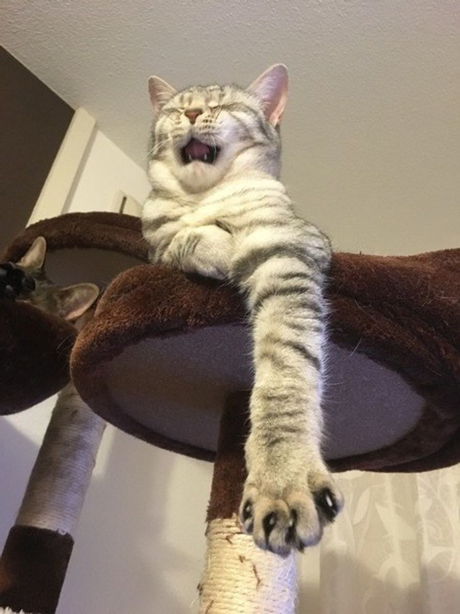 女子力が高い メスらしさの出やすさが毛柄で分かる ランキング形式でご紹介 ねこのきもちweb Magazine 女子力が高い メスらしさの出やすさが毛柄で分かる ランキング形式でご紹介 ねこのきもちweb Magazine