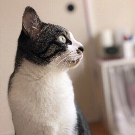 外を見るサバトラのそうちゃん