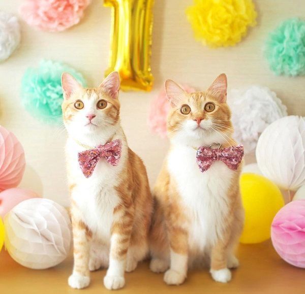 元保護猫・うりちゃんといくらちゃん