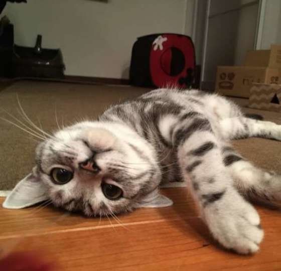 アメリカンショートヘアの姫ちゃん！かまってポーズ♪