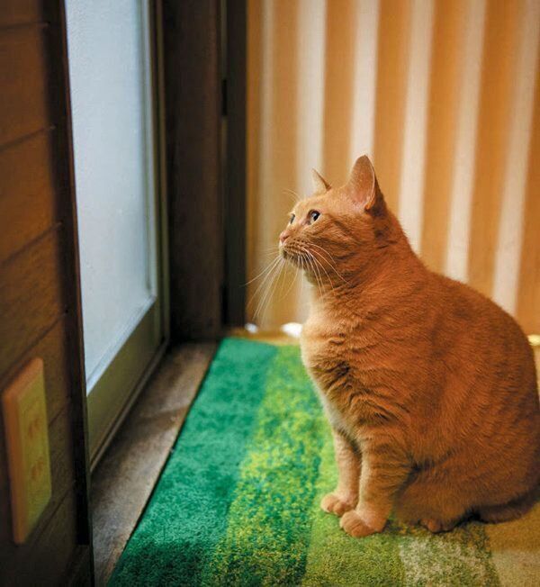 あなたと暮らす愛猫の世界には22の好きがあふれている