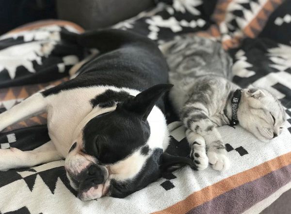 お昼寝中のボストン・テリアとスコティッシュフォールド