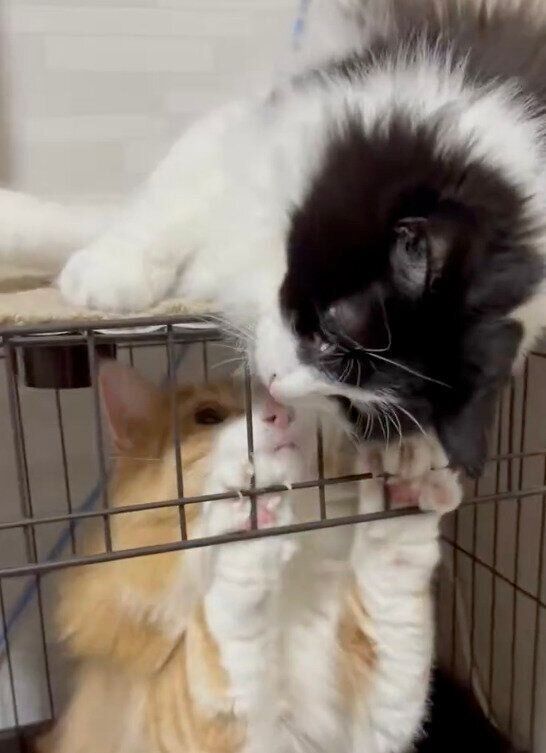 おはぎちゃんをクンクンするきなこくん
