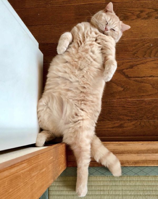 暑さに敏感な猫