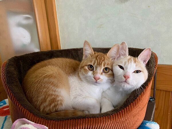 寄り添うちゃむ様、まろ様