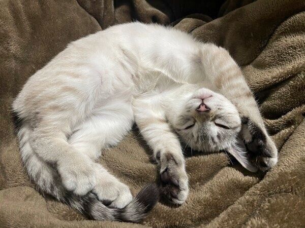 毛布で寝転がるちゃぼくん