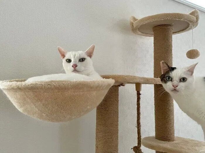 猫タワーに乗るおたまちゃんと金四郎くん