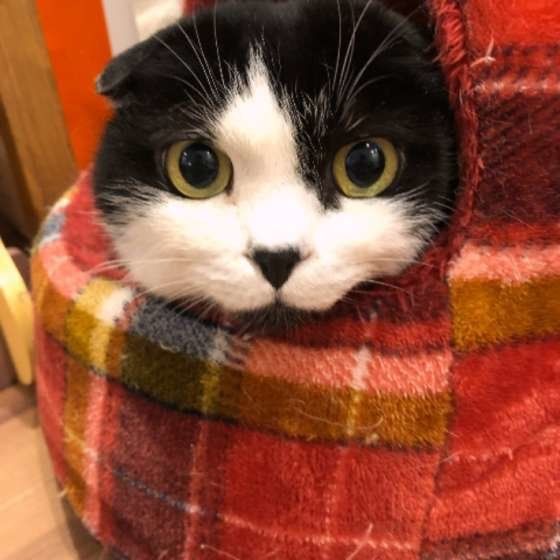 ベッドでくつろぐスコティッシュフォールド