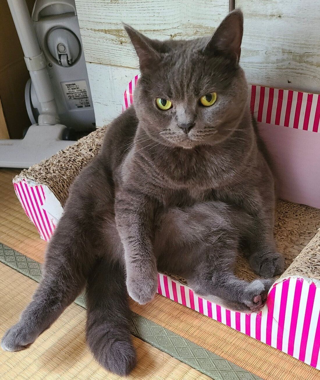 見つめる恋梅ちゃん