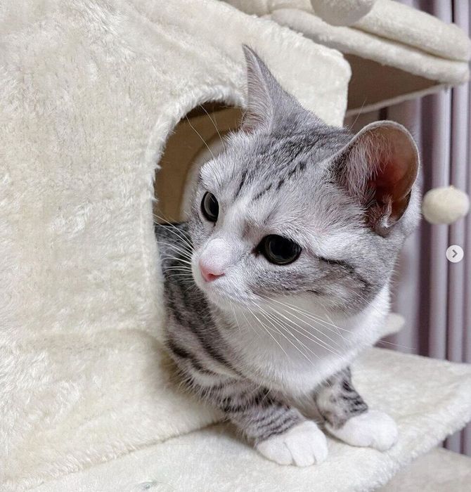 猫タワーに入る美月ちゃん