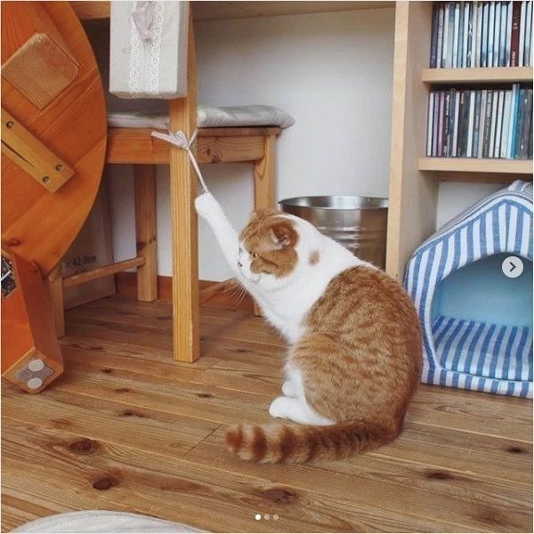 爪が引っかかるスコティッシュフォールド