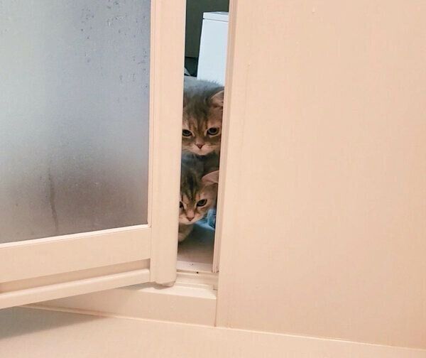 お風呂場を覗きに来たマリーちゃん、ムギちゃん