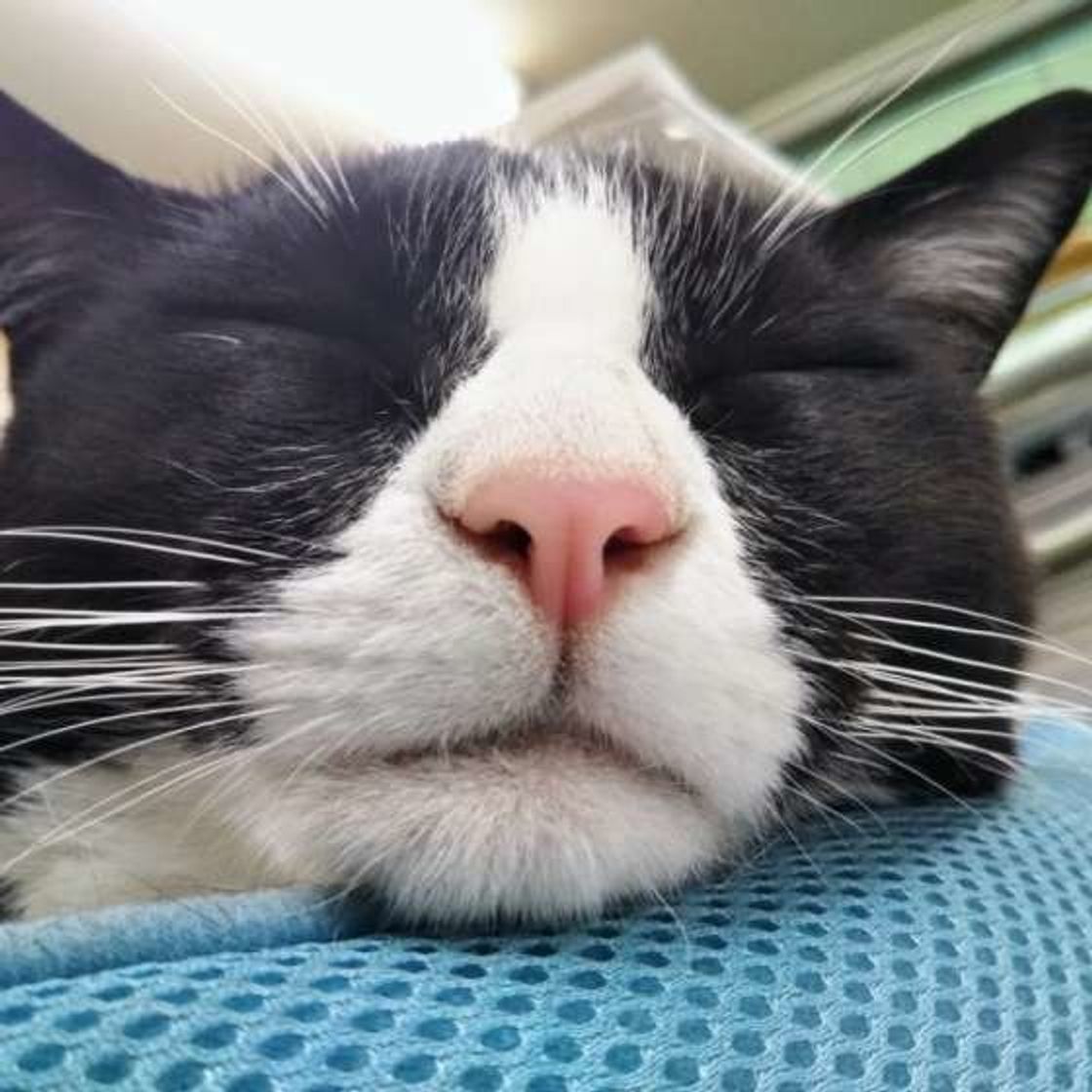 猫を花粉症から守るにはどうしたらいいの おススメの猫の花粉対策 ねこのきもちweb Magazine 猫を花粉症から守るにはどうしたらいいの おススメの猫の花粉対策 ねこのきもちweb Magazine