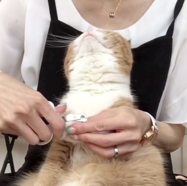 無表情で爪を切られる猫