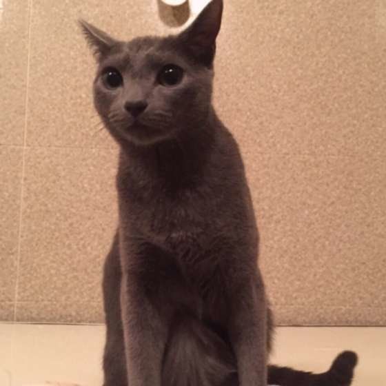 ロシアンブルー・マサムネくん