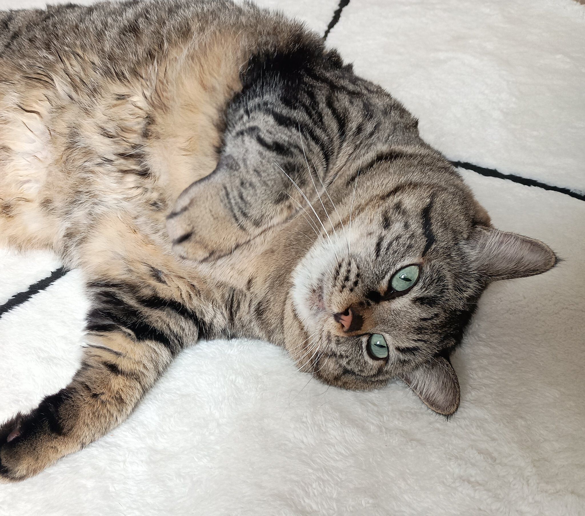 「来客へのおもてなしは抜群」だというにこちゃん