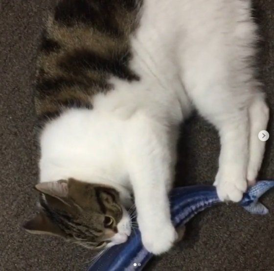 けりけりする猫