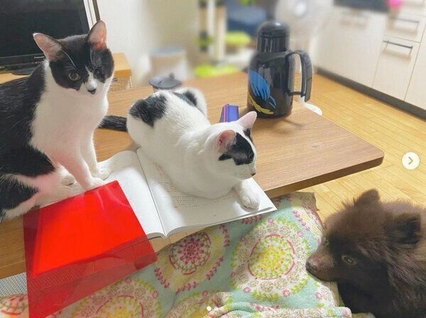 飼い主さんのそばに集まるだー子ちゃん、ききちくん、くまくん