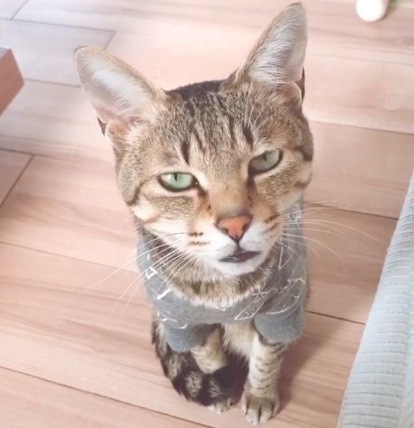 甘えた声で鳴くMugiちゃん