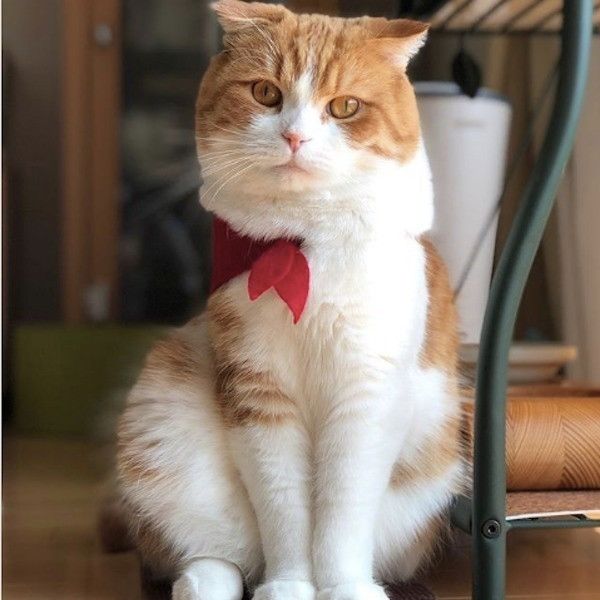 頭隠して尻隠さずニャンコ