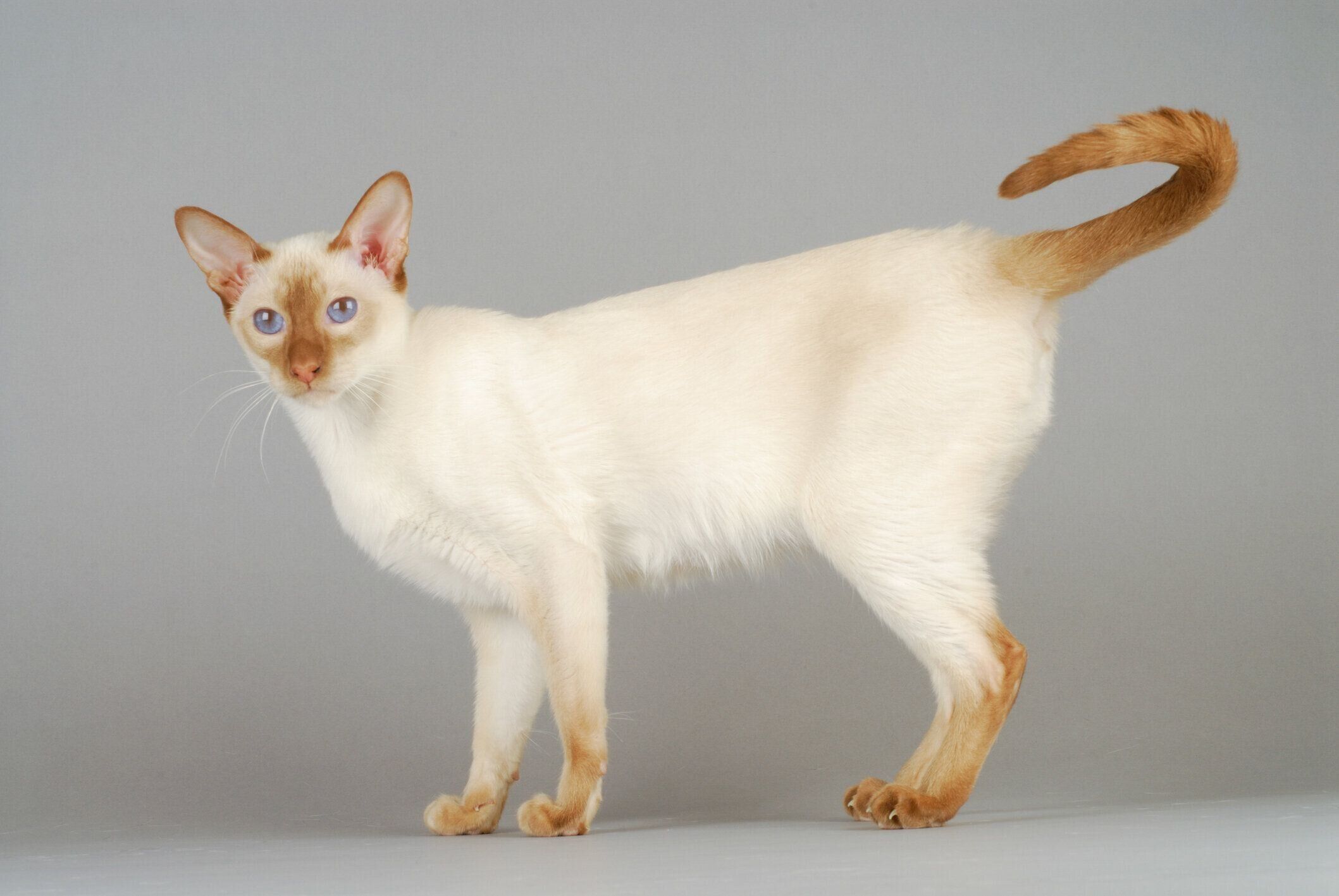 シャム猫 サイアミーズ の特徴と飼い方 可愛い画像いっぱい ねこのきもち 猫図鑑 ねこのきもちweb Magazine