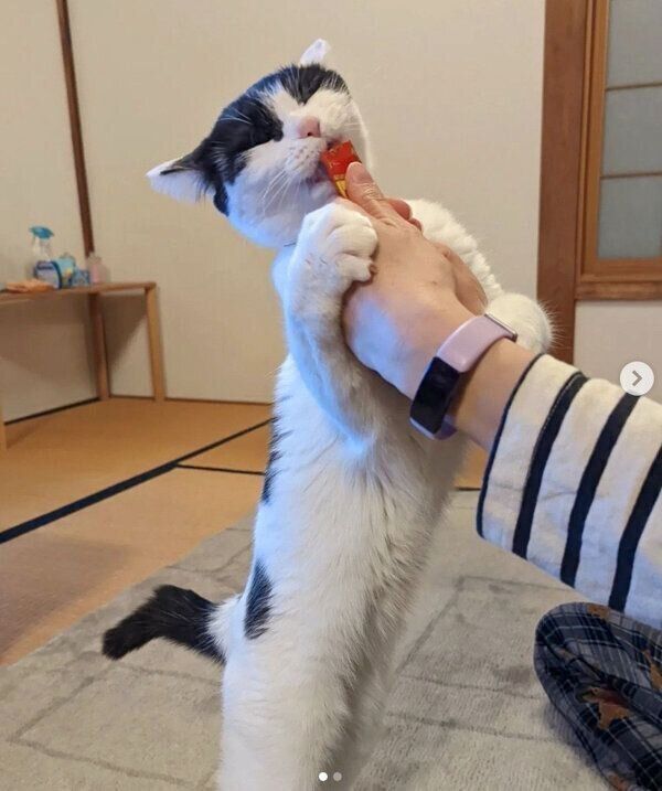 ちゅ〜るを食べるニコちゃん