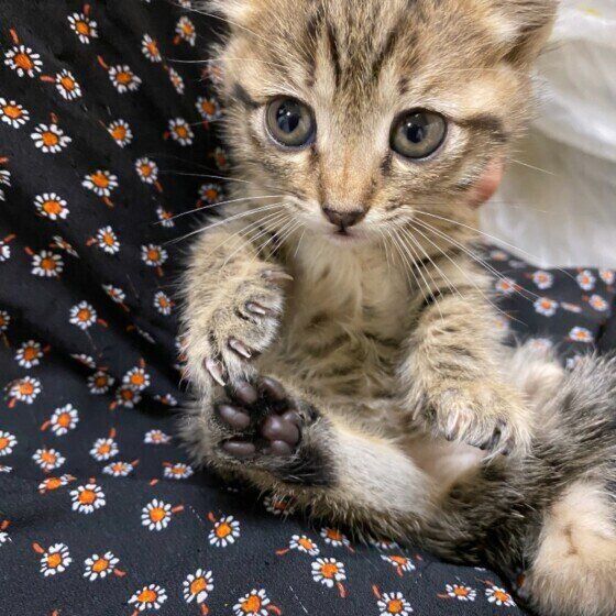 ベンガルのれいちゃん