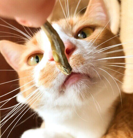 差し出された煮干しの匂いを嗅いでいる茶＆白の猫顔アップ